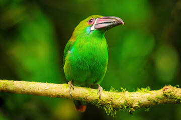 Crimson-rumped toucanet sitting in a tree