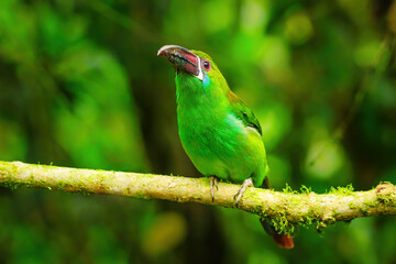 Crimson-rumped toucanet sitting in a tree