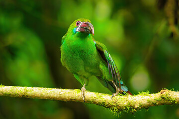 Crimson-rumped toucanet sitting in a tree