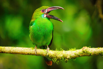 Crimson-rumped toucanet sitting on a stick