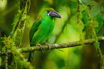 Crimson-rumped toucanet sitting in a tree