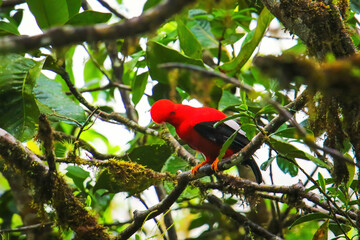 Male Andean cock-of-the-rock sitting in a tree