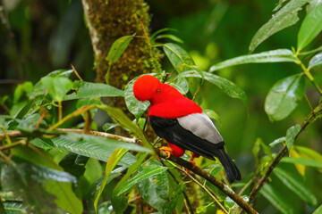 Male Andean cock-of-the-rock sitting in a tree