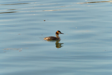 Graceful grebe swimming in a serene lake during a sunny afternoon in autumn