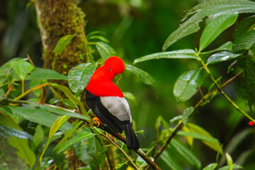 Male Andean cock-of-the-rock sitting in a tree