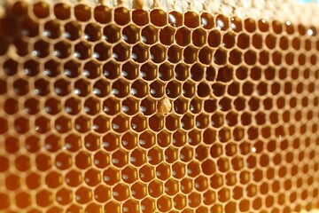 Close-up of Golden Honeycomb Cells Filled with Liquid Honey and One Bee Larva bees apiary