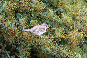Bird perched on a branch surrounded by foliage in a lush garden during a bright afternoon