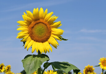 Sunflower Field