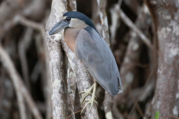 Boat-billed Heron (Cochlearius cochlearius) Perched in Mangroves Costa Rica, Bird Wildlife...