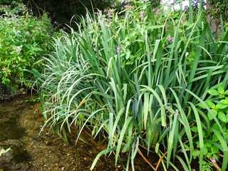 tall green grass growing in a stream