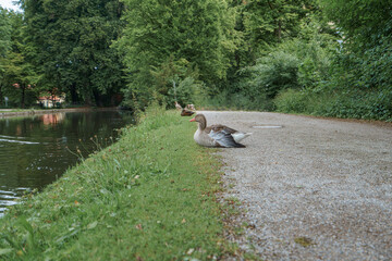 Duck resting by the peaceful lake on a sunny day in a lush green park
