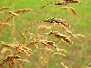 close up of ears of wheat