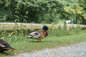 Colorful mallard duck walks along the green path by the tranquil lake in a serene park setting