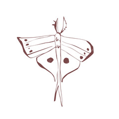 Elegant night moth with decorative wings insect sketch for mystical tattoo sticker stationery and vintage decor Vector illustration