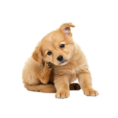 Obraz premium a small fluffy light-brown dog scratching its ear with back paw, isolated on white background, natural fur texture, detailed expression