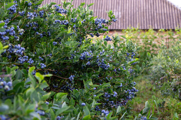 Lush blueberry bushes are laden with ripe fruit in a sunny orchard, showcasing the abundance of summer harvest in a tranquil setting