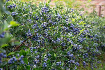 Ripe blueberries hang from bushes in a lush orchard, reflecting the vibrant colors of summer as...