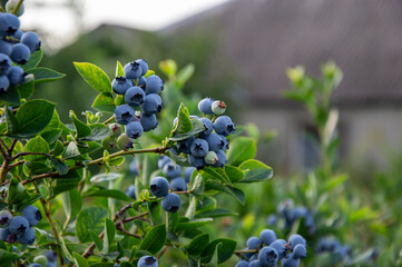 Clusters of ripe blueberries hang from green branches in a vibrant garden on a sunny summer day,...
