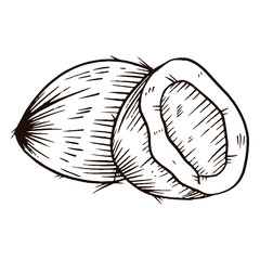 Coconut hand drawn