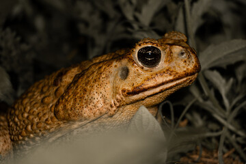Giant cane toad seen up close, missing one leg