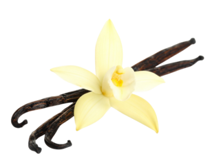  Close-Up of Vanilla Pods and Flower for Natural Flavor Concept