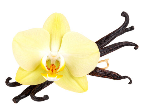 Vanilla Beans and Orchid Blossom Transparent Background