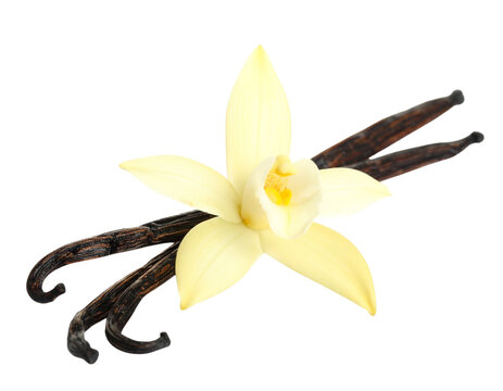  Close-Up of Vanilla Pods and Flower for Natural Flavor Concept