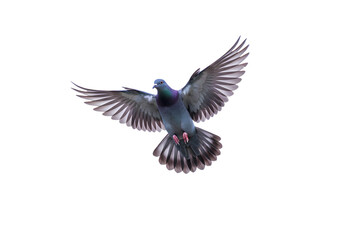 Obraz premium Pigeon in Flight: A Dramatic Close-Up