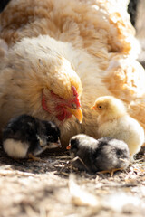 little chicken in the farm
