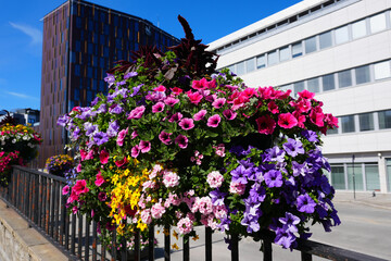 wunderschön bepflanzte Blumentöpfe in der Stadt Bodø in Norwegen im Sommer