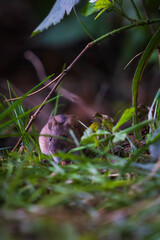 Wild mouse hiding in grass and plants in natural outdoor environment