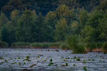 Dense green wetland landscape with aquatic plants and trees on lake shore