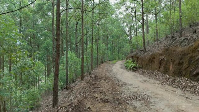 Forward Drone Shot Through a Green Village Road 
