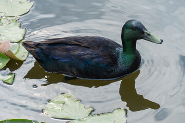 Black waterbird of cayuga duck swimming on lake among the water lilies. American heritage breed of domestic duck in the United States. Lake waterfowl in natural condition. Bird cayuga watching.