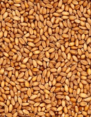 Close-up of wheat kernels (3)