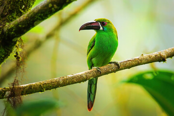 Crimson-rumped toucanet sitting in a tree