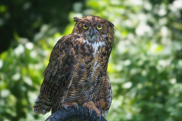 Portrait of an Owl