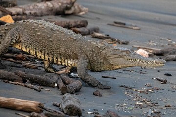 American Crocodile (Crocodylus acutus) Walking on Beach Costa Rica Wildlife Photography