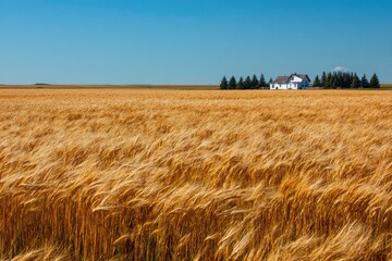 Golden wheat field with farmhouse