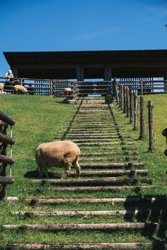 うだ・アニマルパーク、可愛らしい羊の姿、奈良、日本