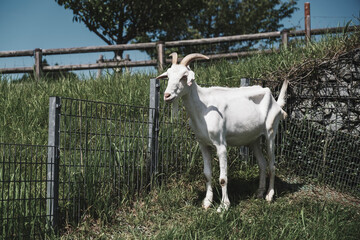 うだ・アニマルパーク、可愛らしいヤギの姿、奈良、日本