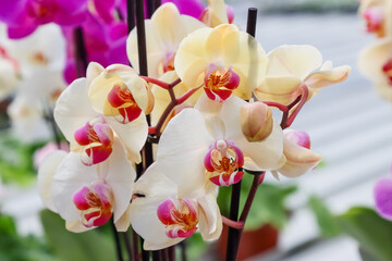 Orchids are great houseplants in a huge range of colours. Their exotic-looking flowers can last for...
