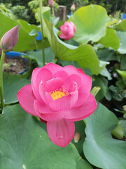 Vibrant Pink Lotus Flower in Full Bloom with Green Leaves