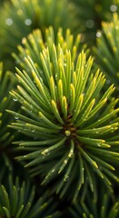 Pine Needle Perfection: Dew-Kissed Evergreen Beauty,Captivating Close-Up of a Pine Branch Adorned with Sparkling Water Droplets