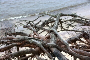 dead tree trunk