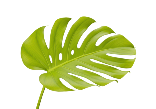 Vibrant chartreuse monstera deliciosa leaf with intricate fenestrations, waxy surface, and detailed veins, isolated on a pristine transparent background with copy space, modern botanical elegance
