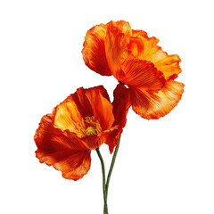 Vibrant orange poppy flowers, illuminated against a stark black background