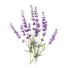 Naklejka premium and (3)