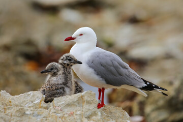 Red-billed gull with small chicks