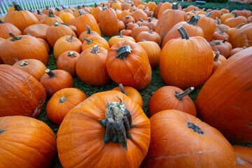 Assorted Pumpkins in Autumn Harvest Display
